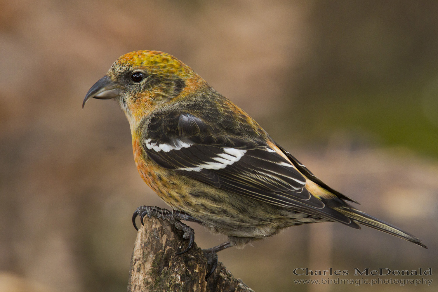 White-winged Crossbill