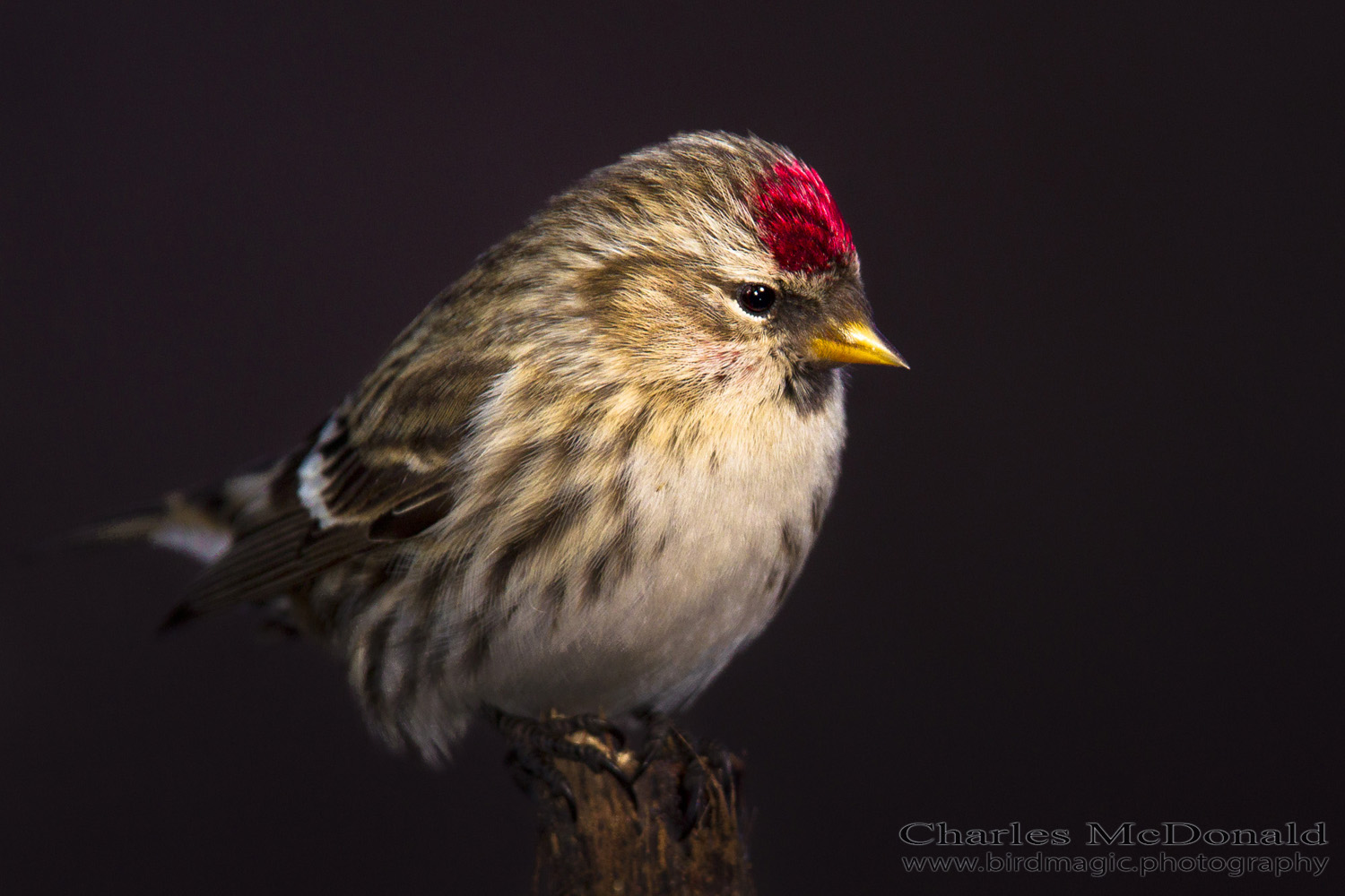 Common Redpoll