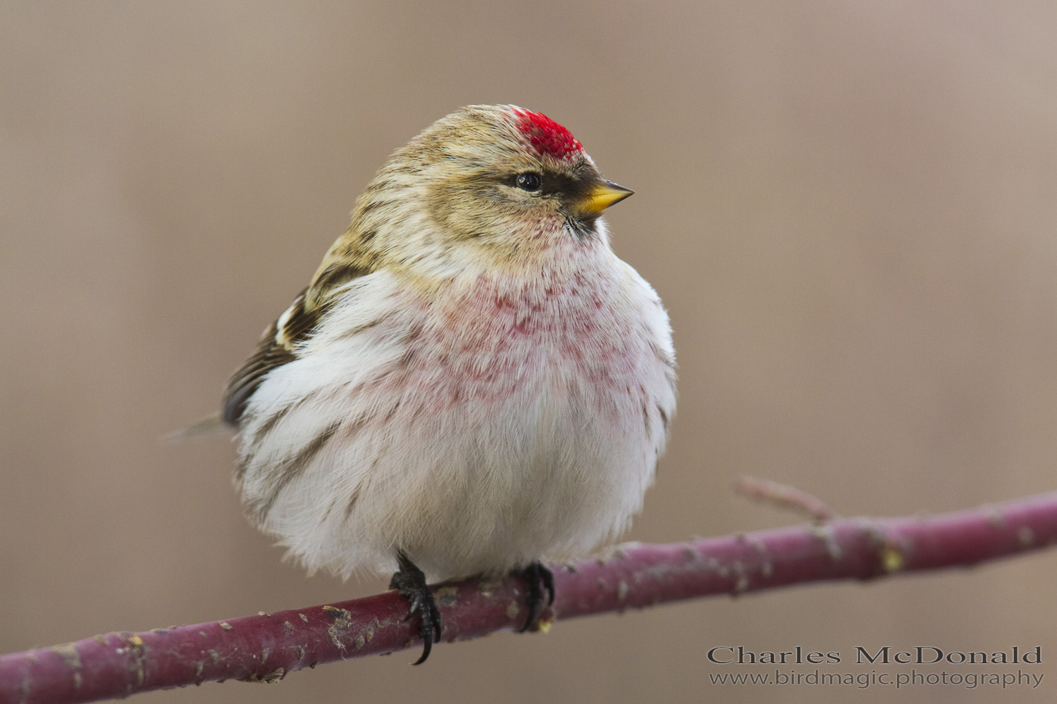 Hoary Redpoll