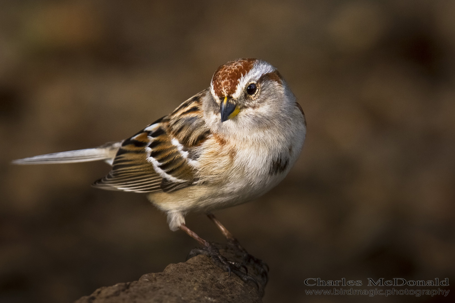 American Tree Sparrow