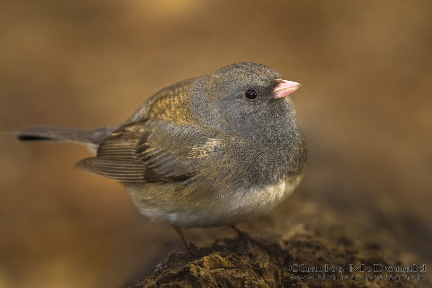 Dark-eyed Junco