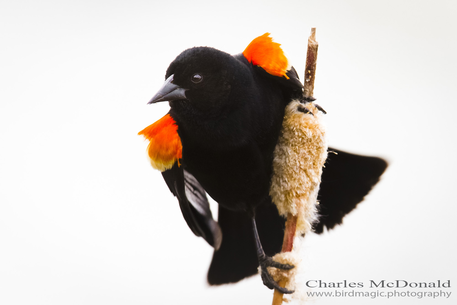 Red-winged Blackbird