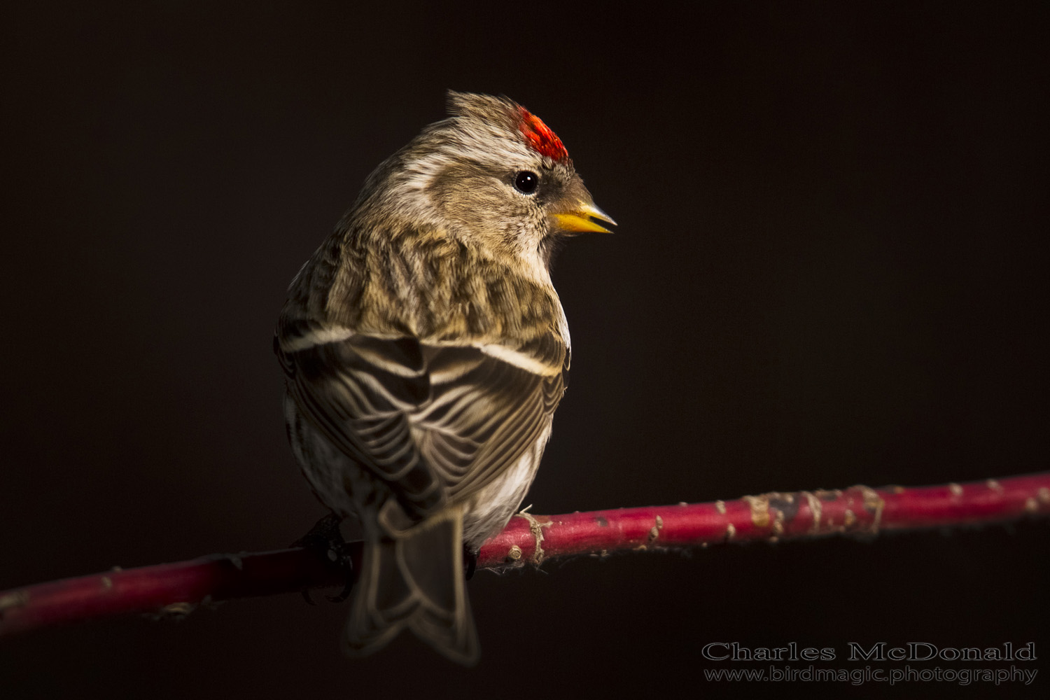 Common Redpoll