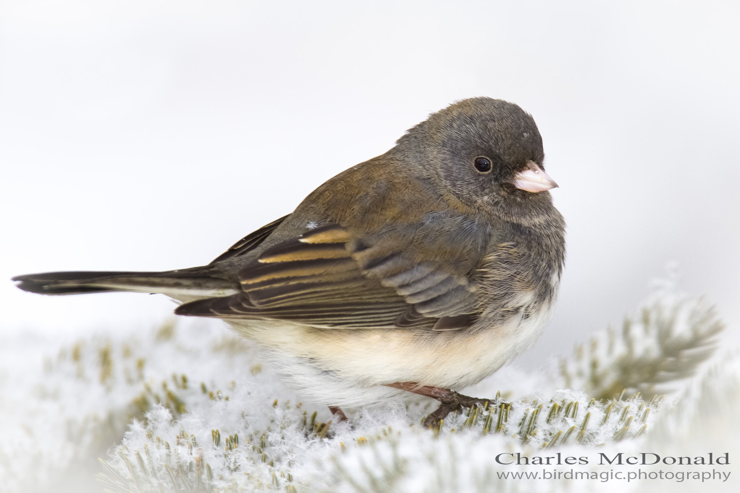 Dark-eyed Junco