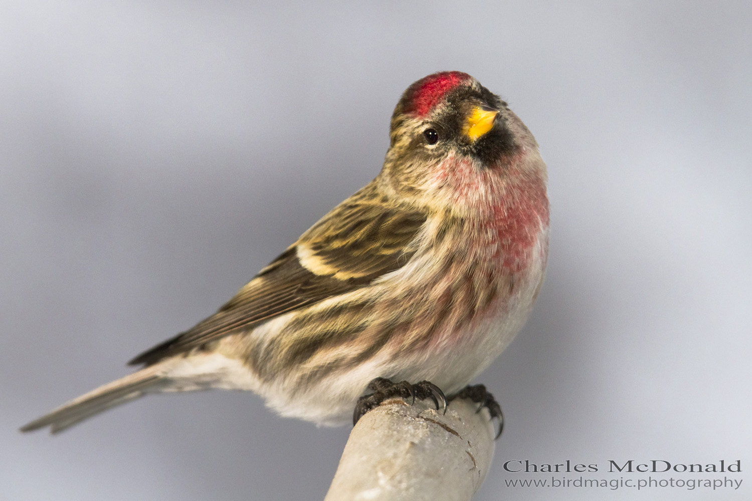 Common Redpoll