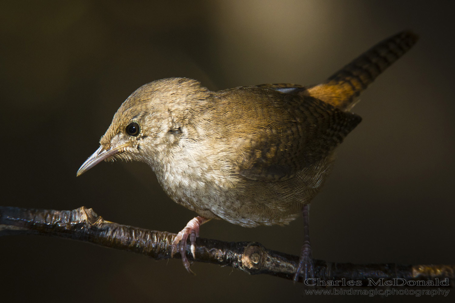 House Wren