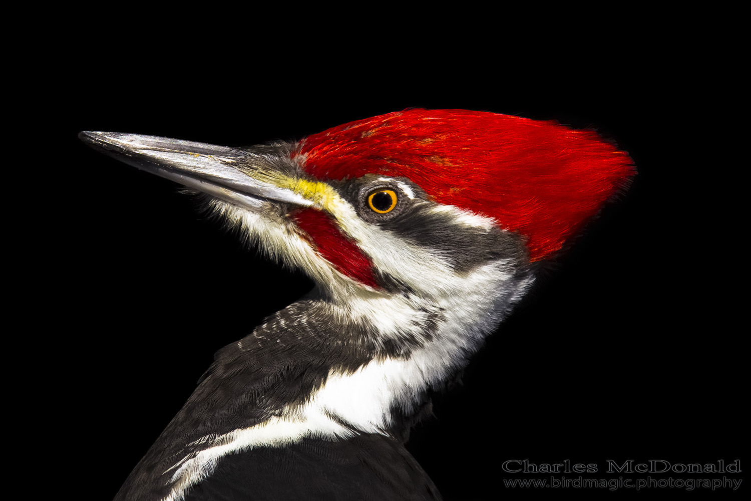 Pileated Woodpecker