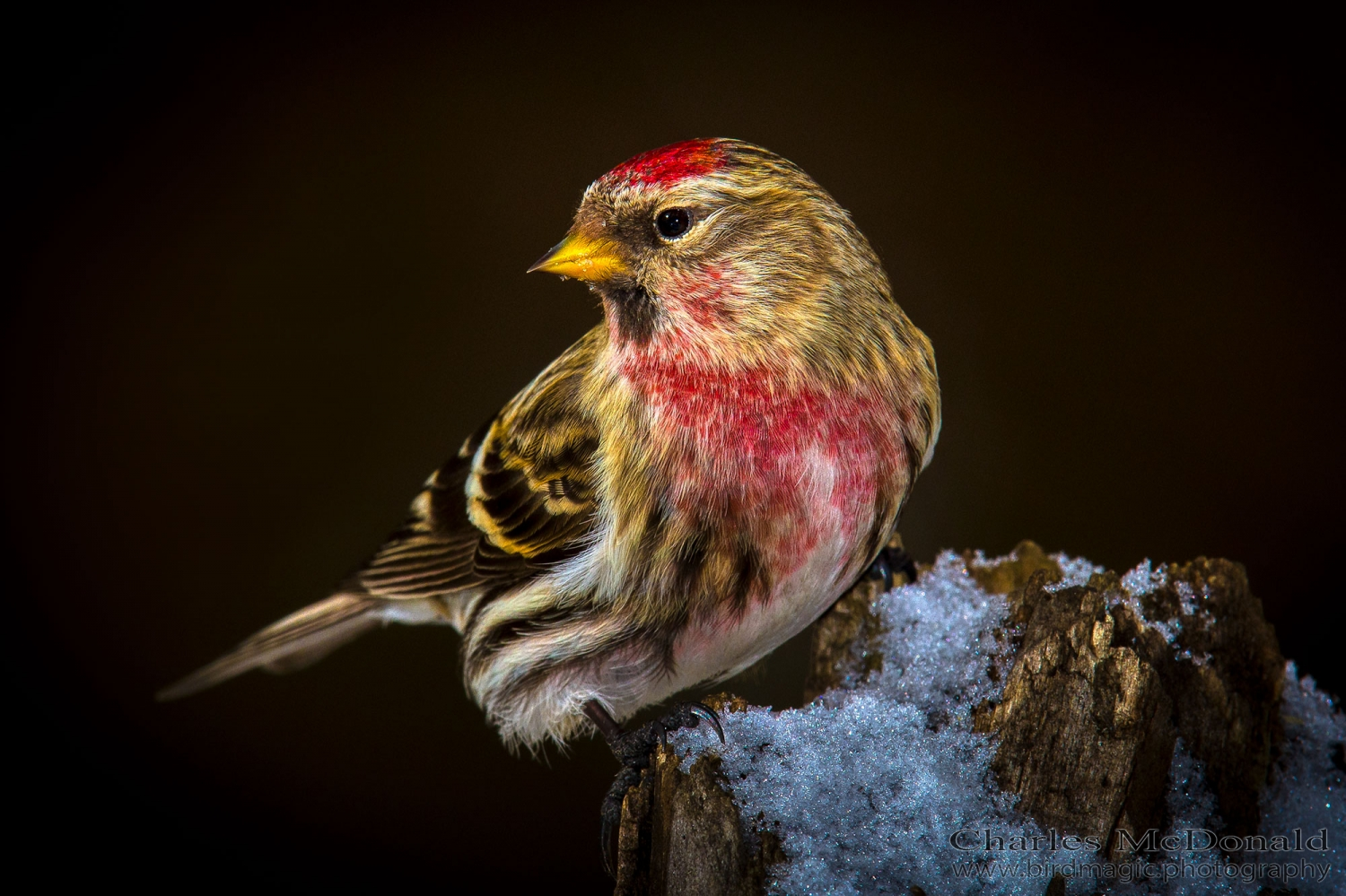 Common Redpoll