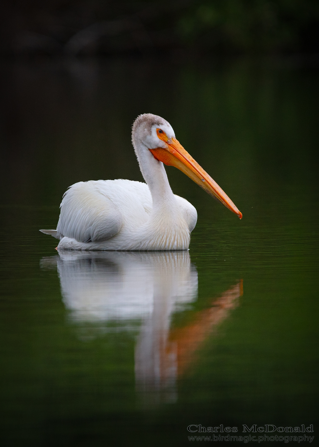 American White Pelican