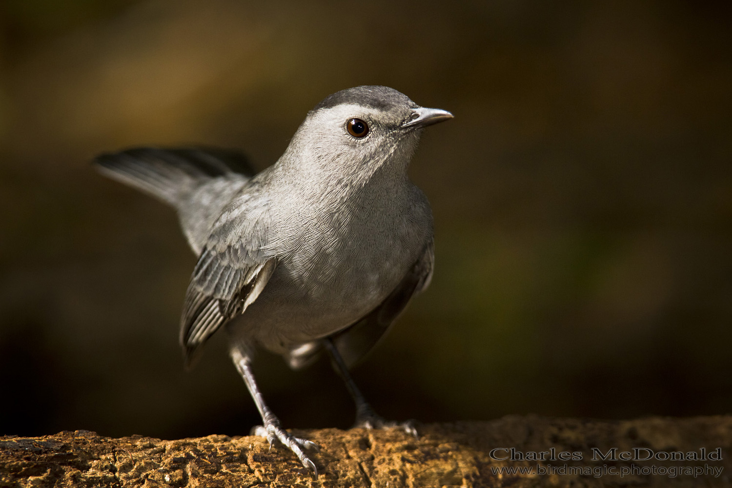 Gray Catbird