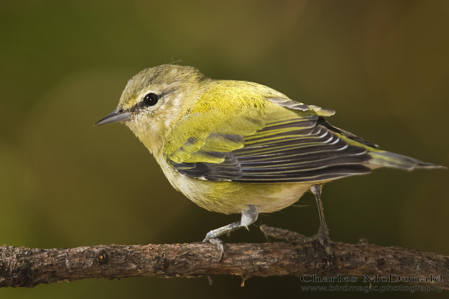 Tennessee Warbler