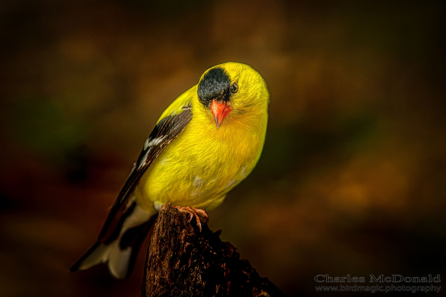 American Goldfinch