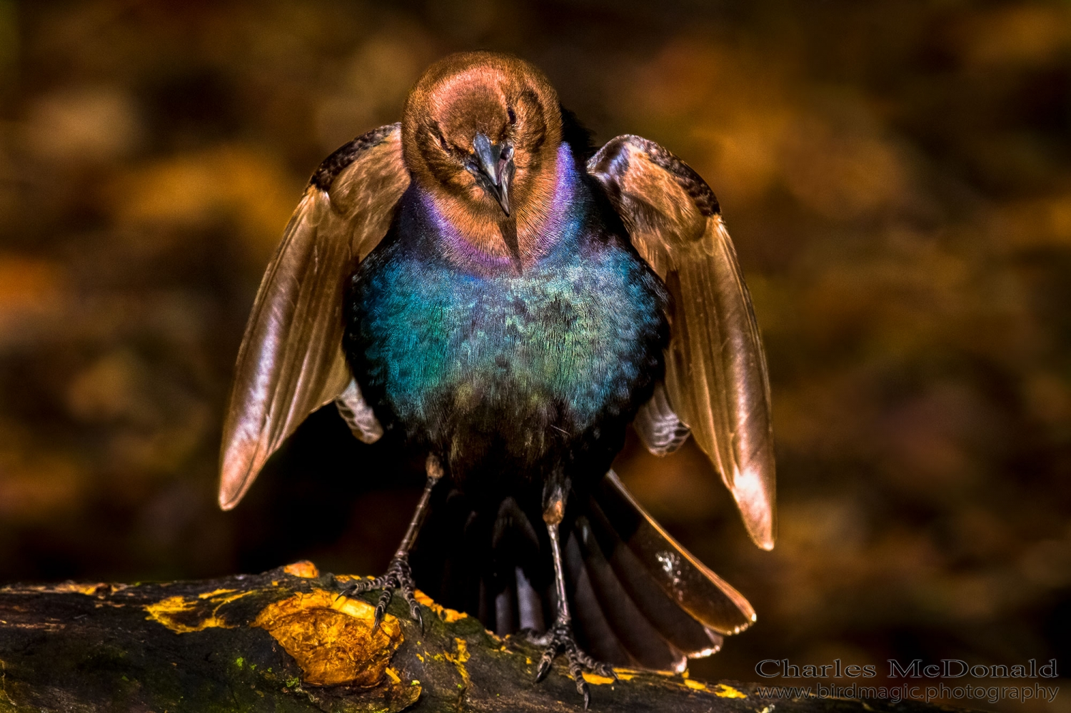 Brown-headed Cowbird