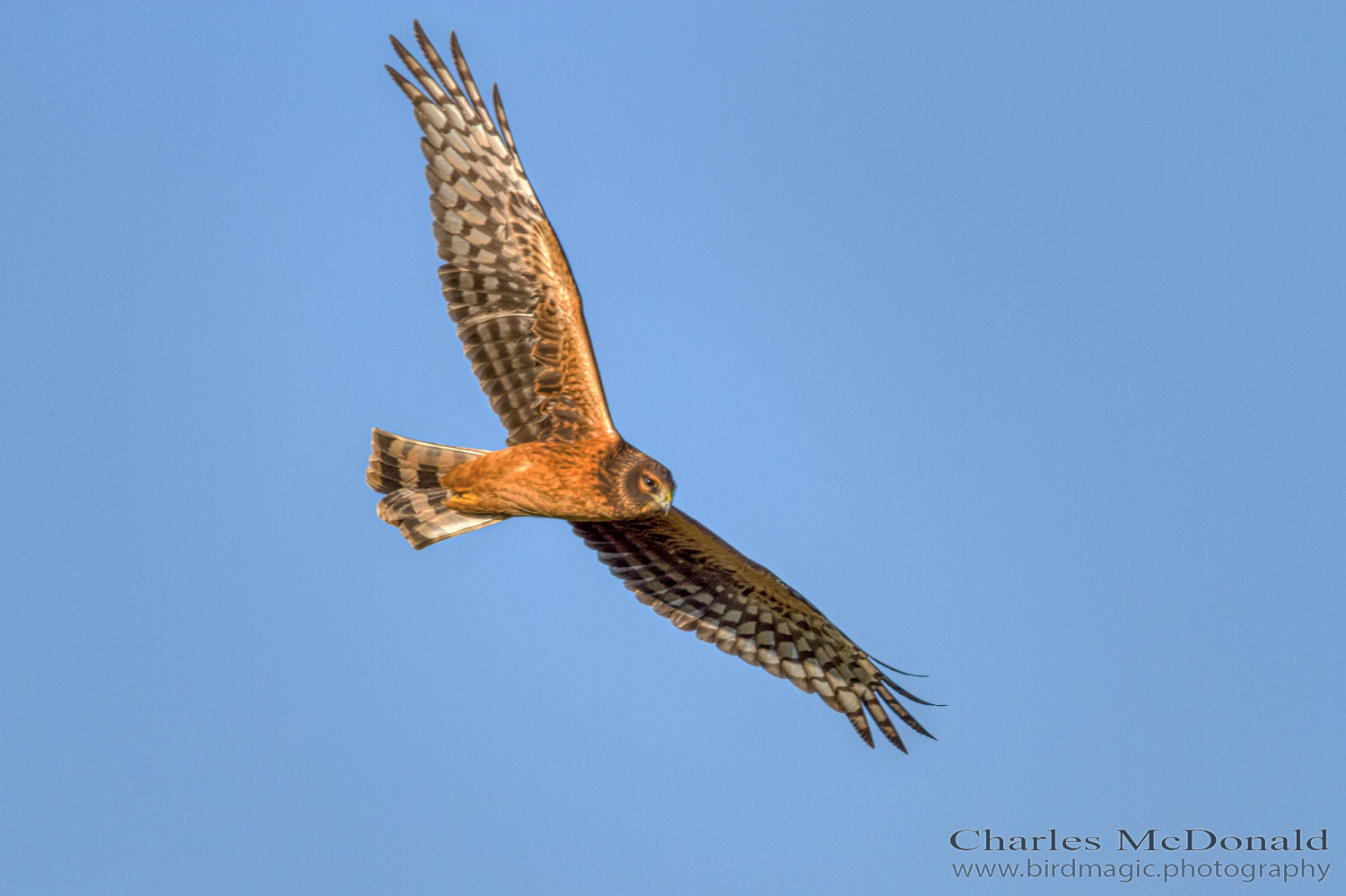 Northern Harrier