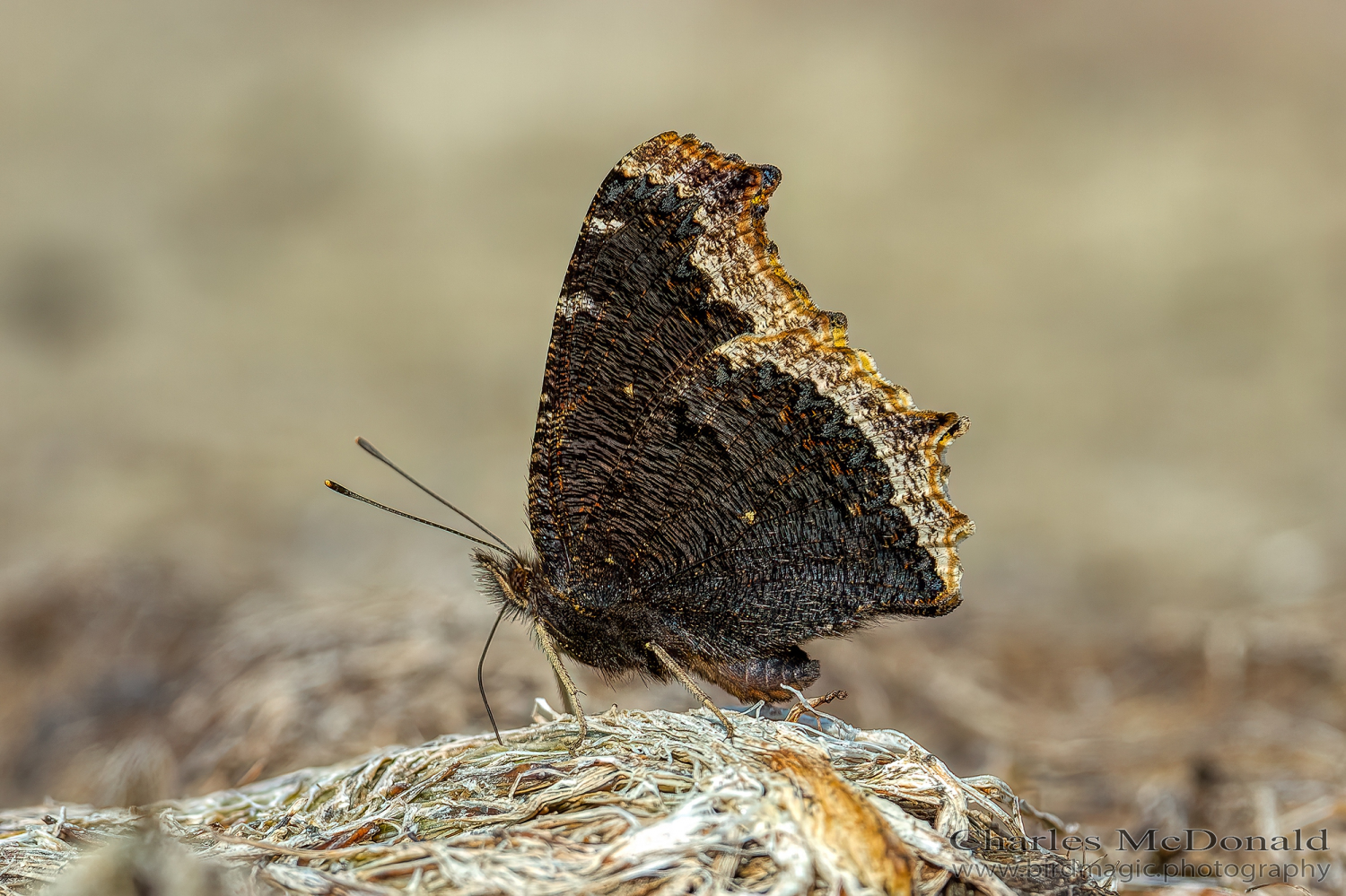 Mourning cloak