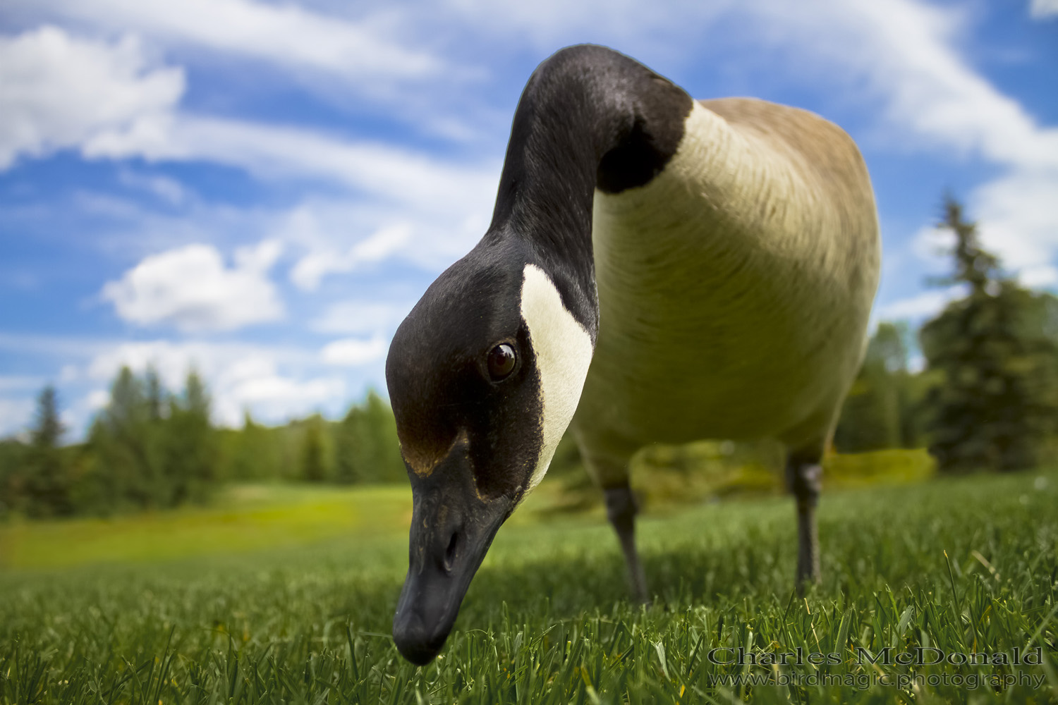 Canada Goose