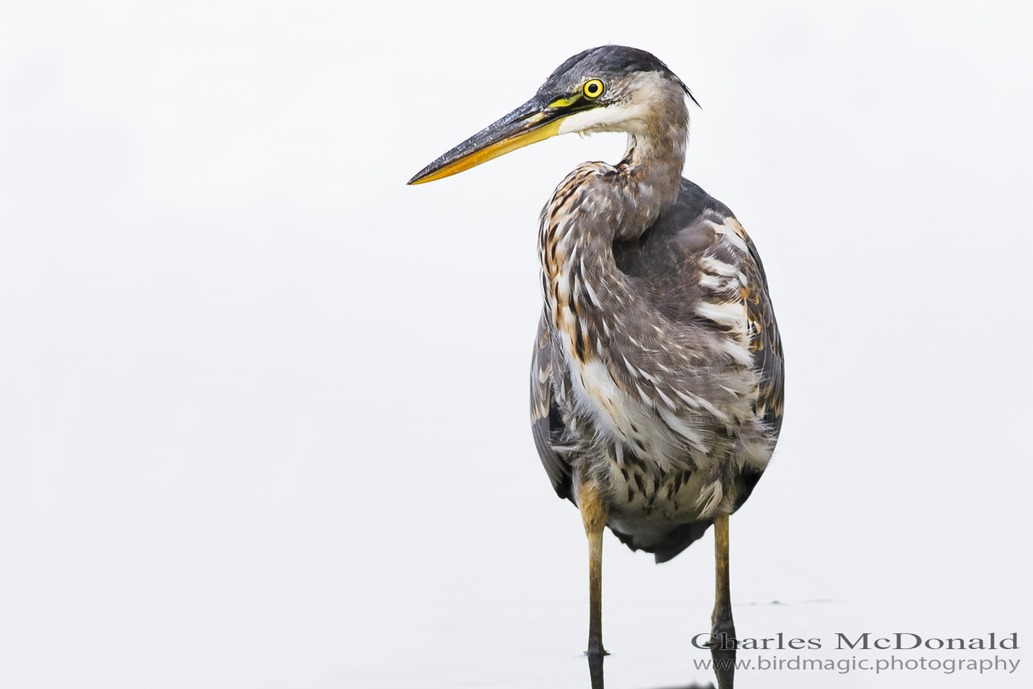 Great Blue Heron