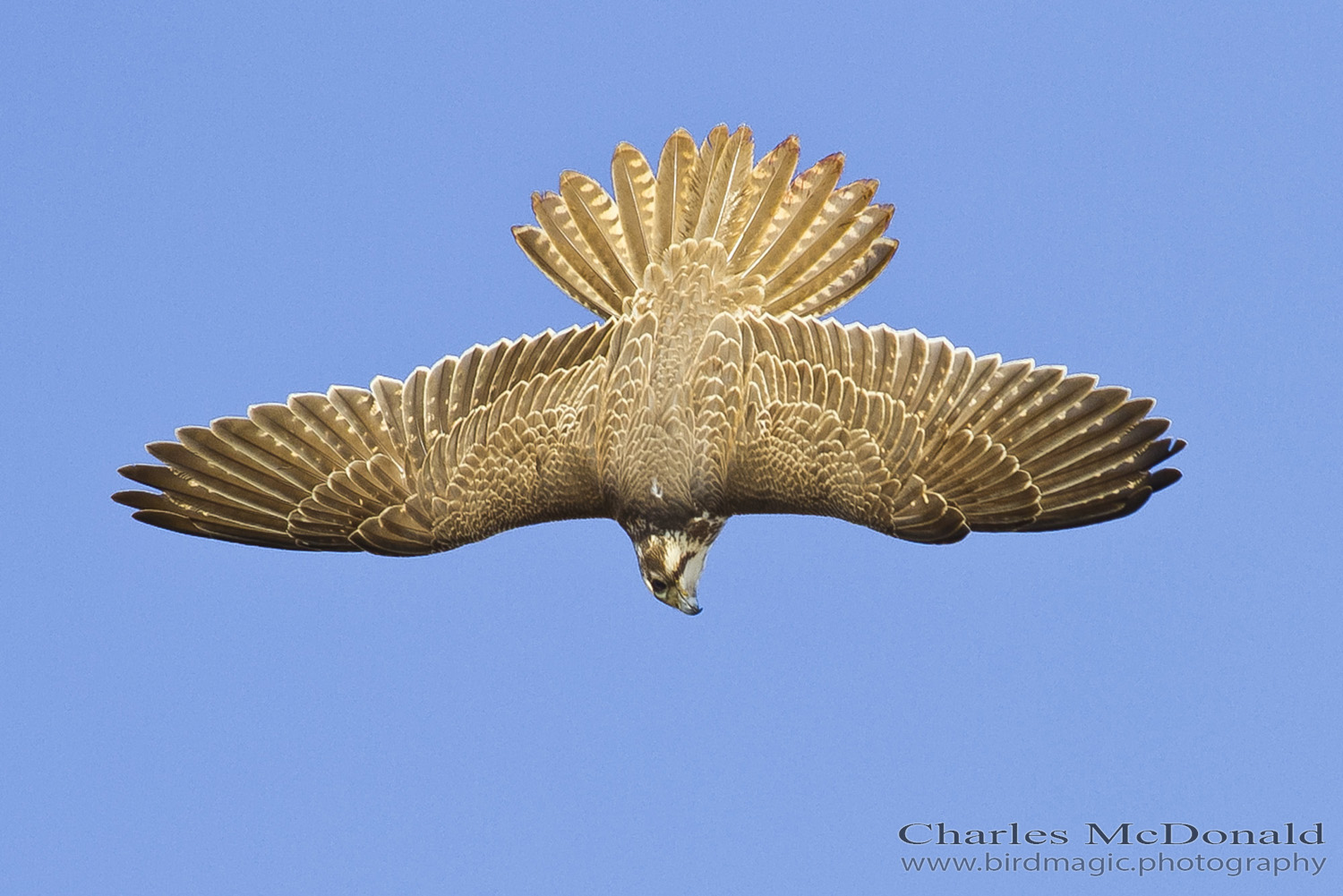 Prairie Falcon