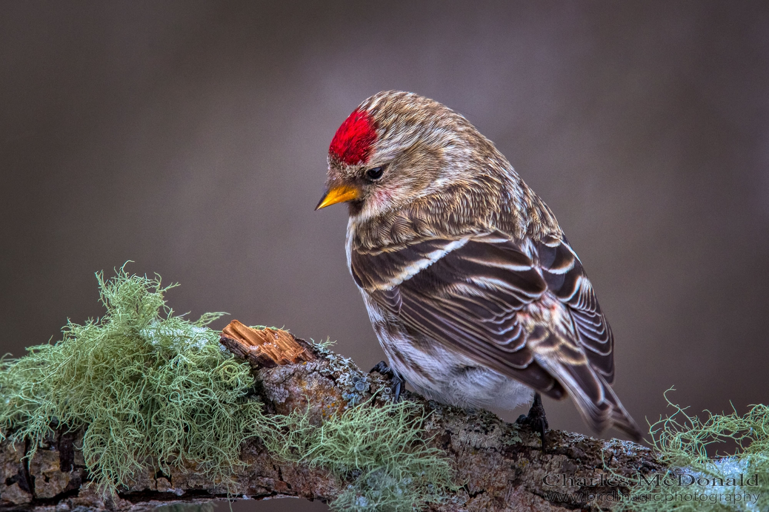 Common Redpoll