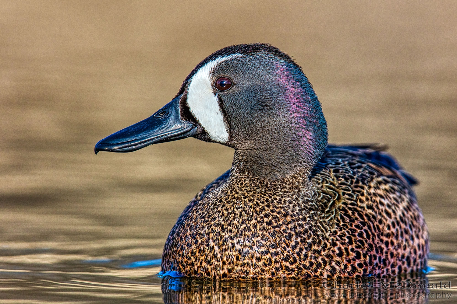 Blue-winged Teal