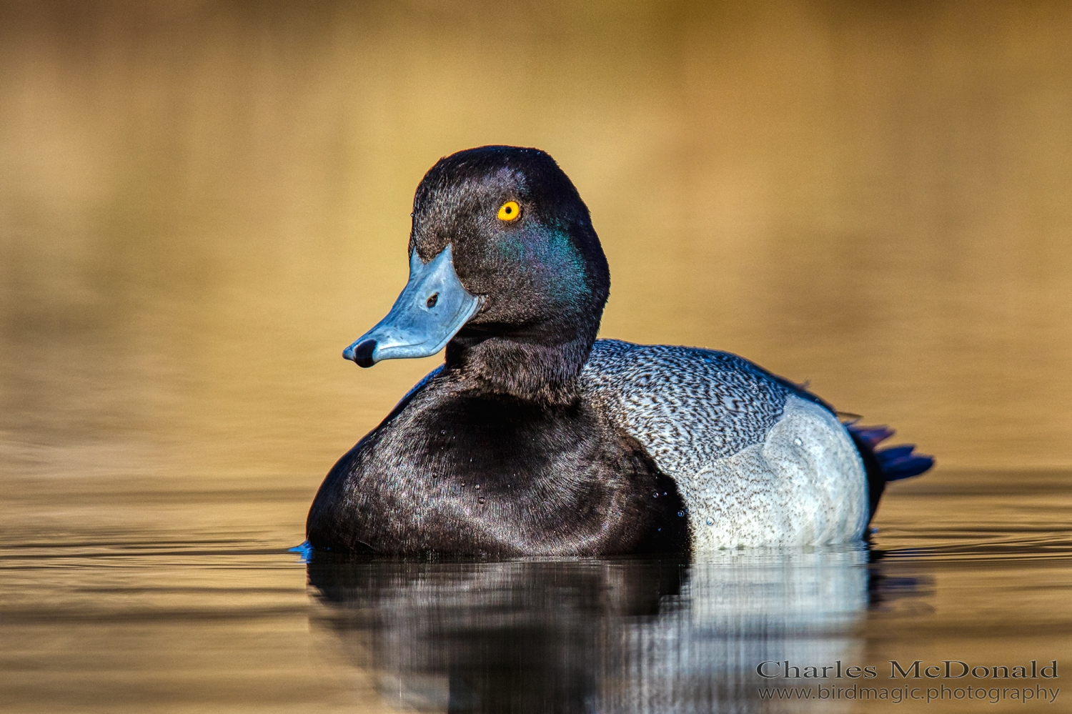 Lesser Scaup