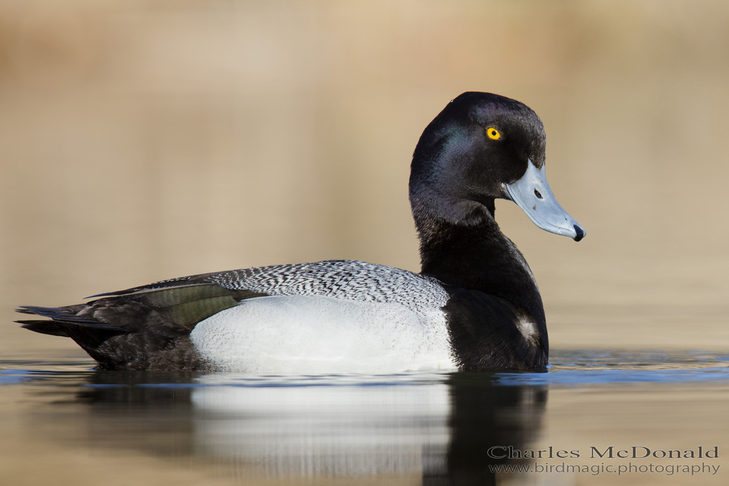 Lesser Scaup