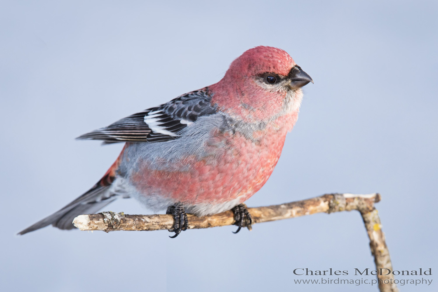 Pine Grosbeak