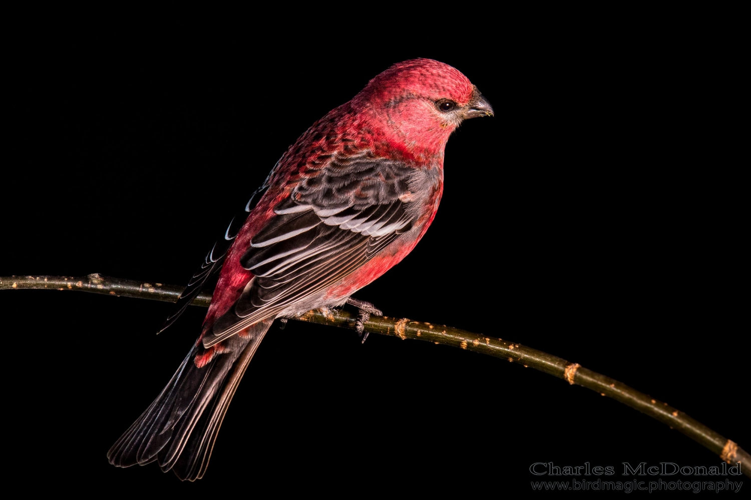 Pine Grosbeak