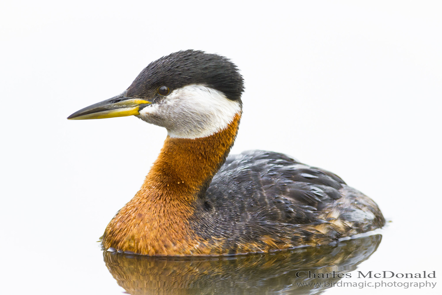 Red-necked Grebe