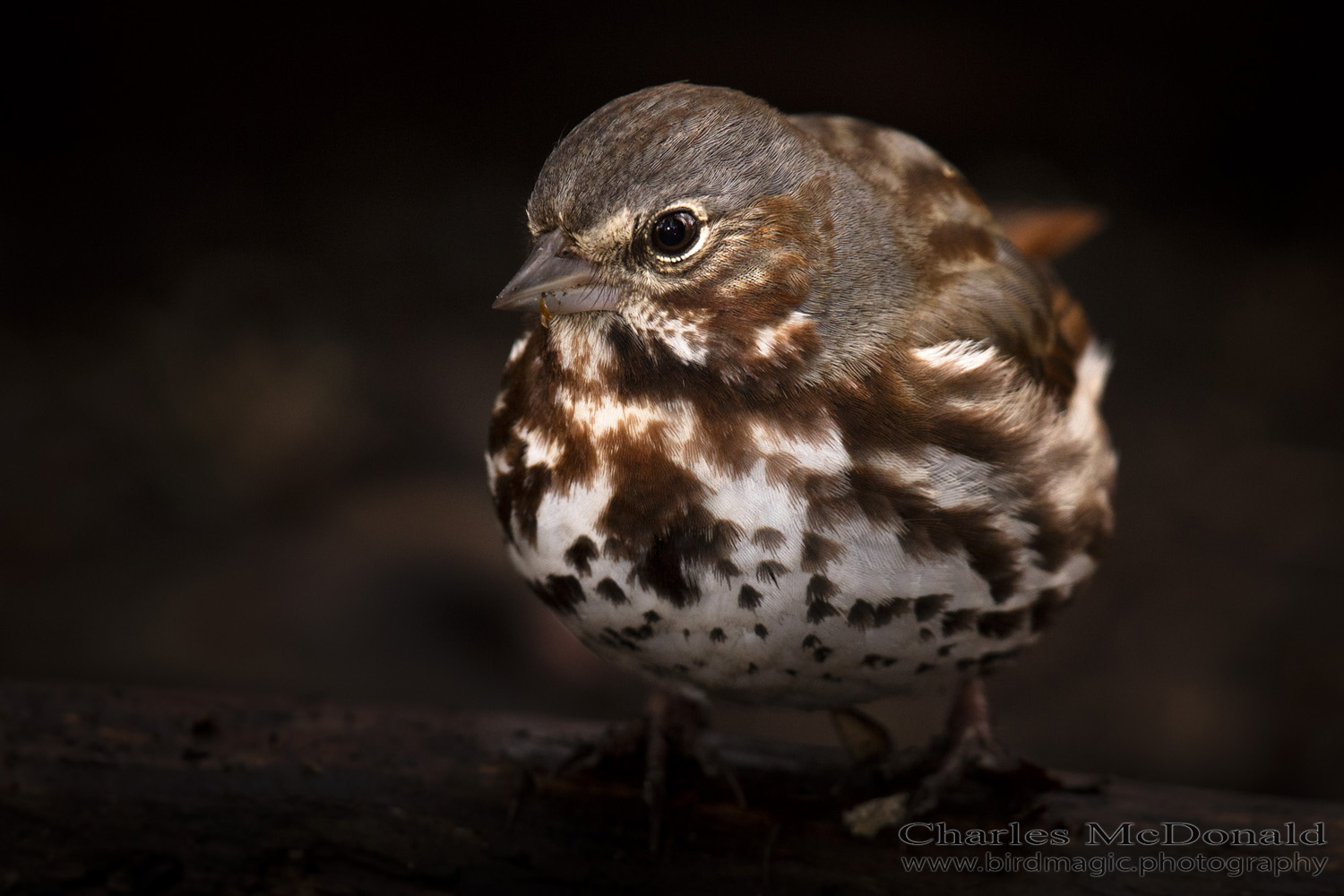 Fox Sparrow