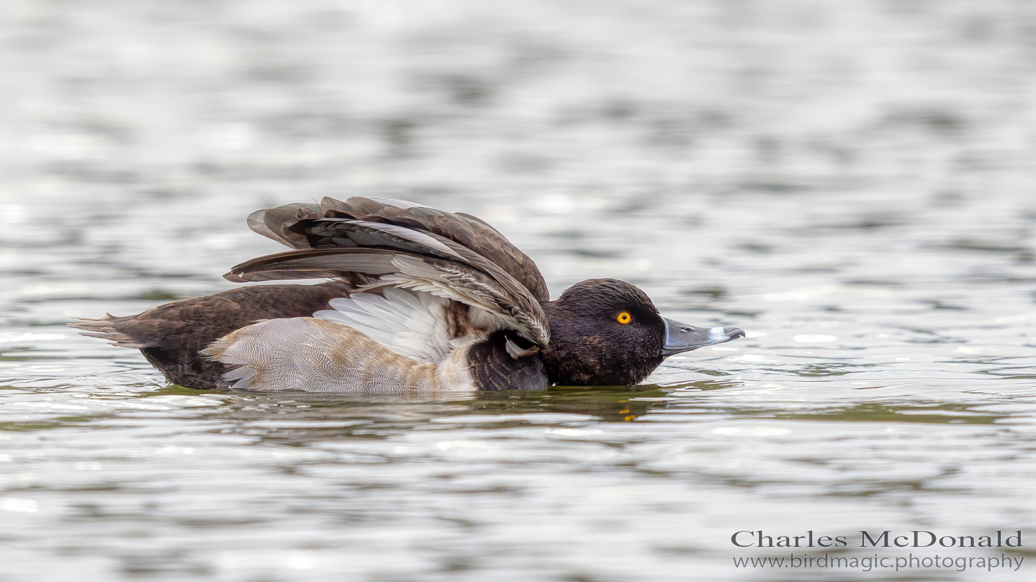 Ring-necked Duck