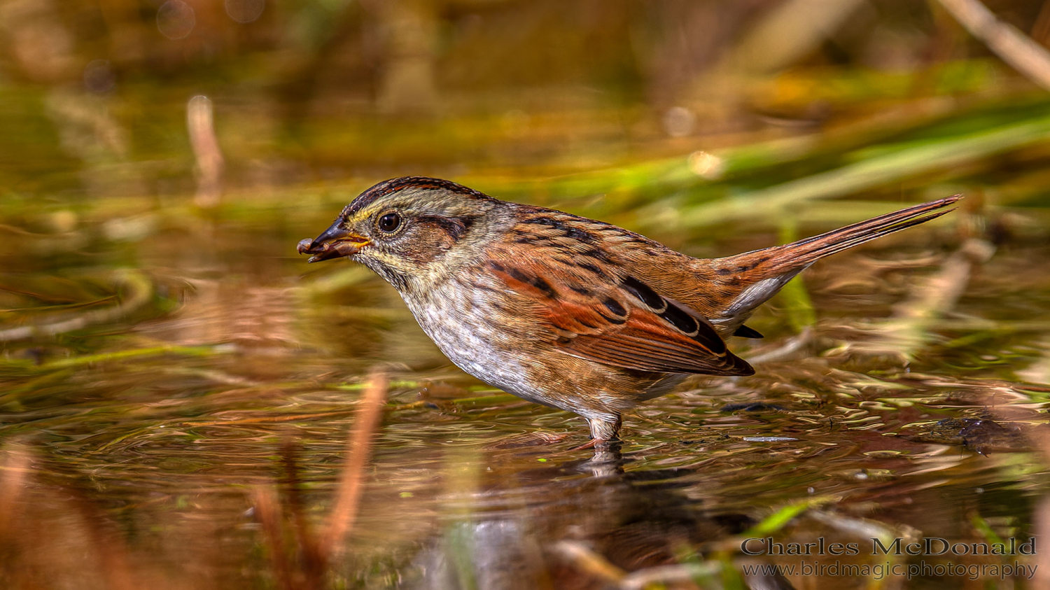 Swamp Sparrow