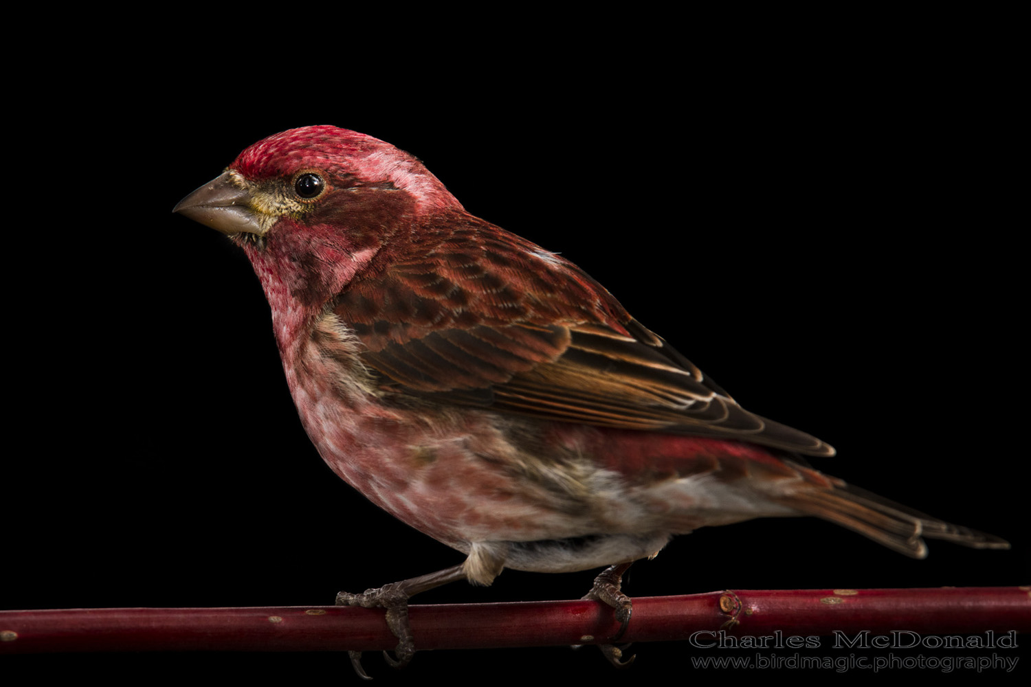 Purple Finch