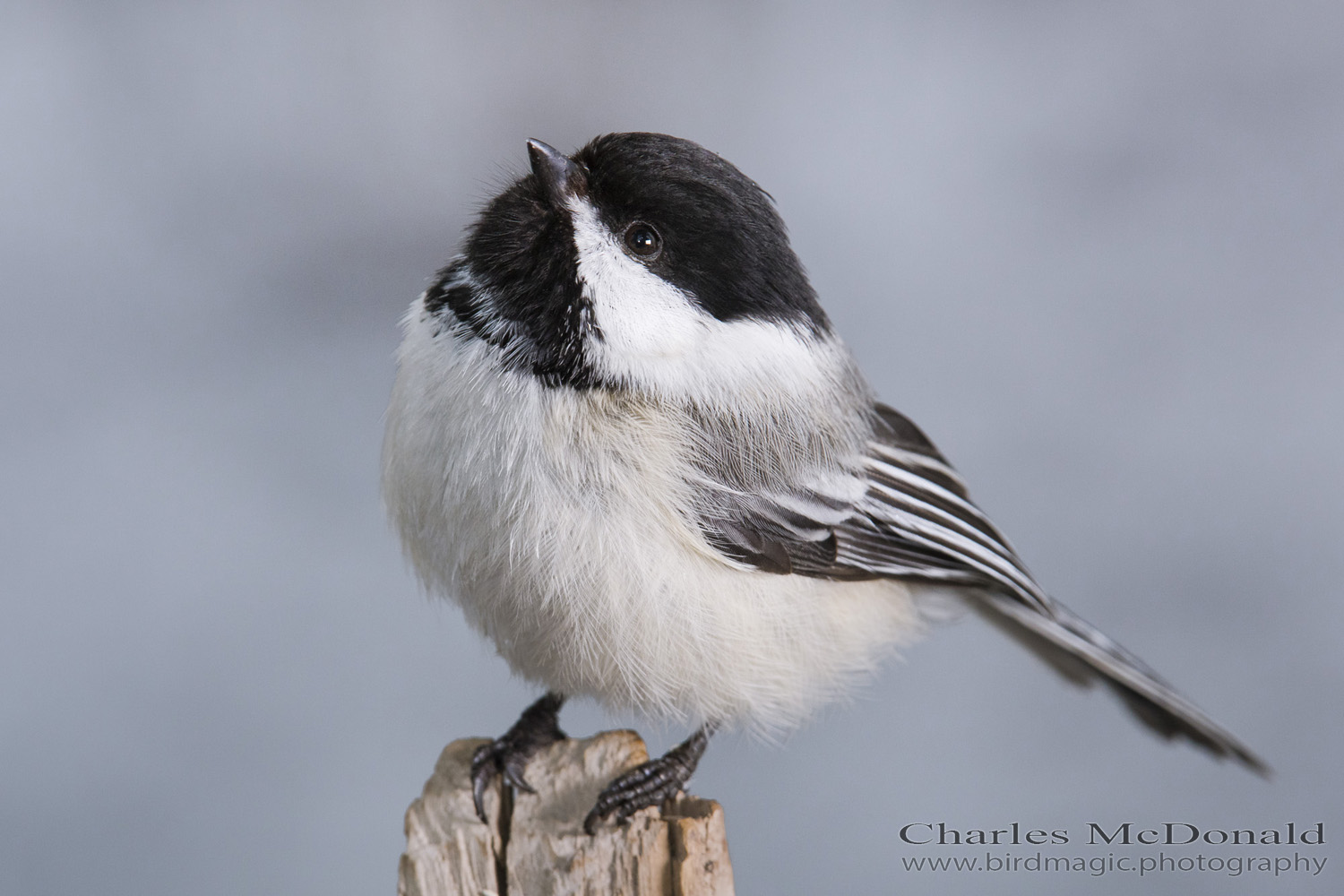 Black-capped Chickadee