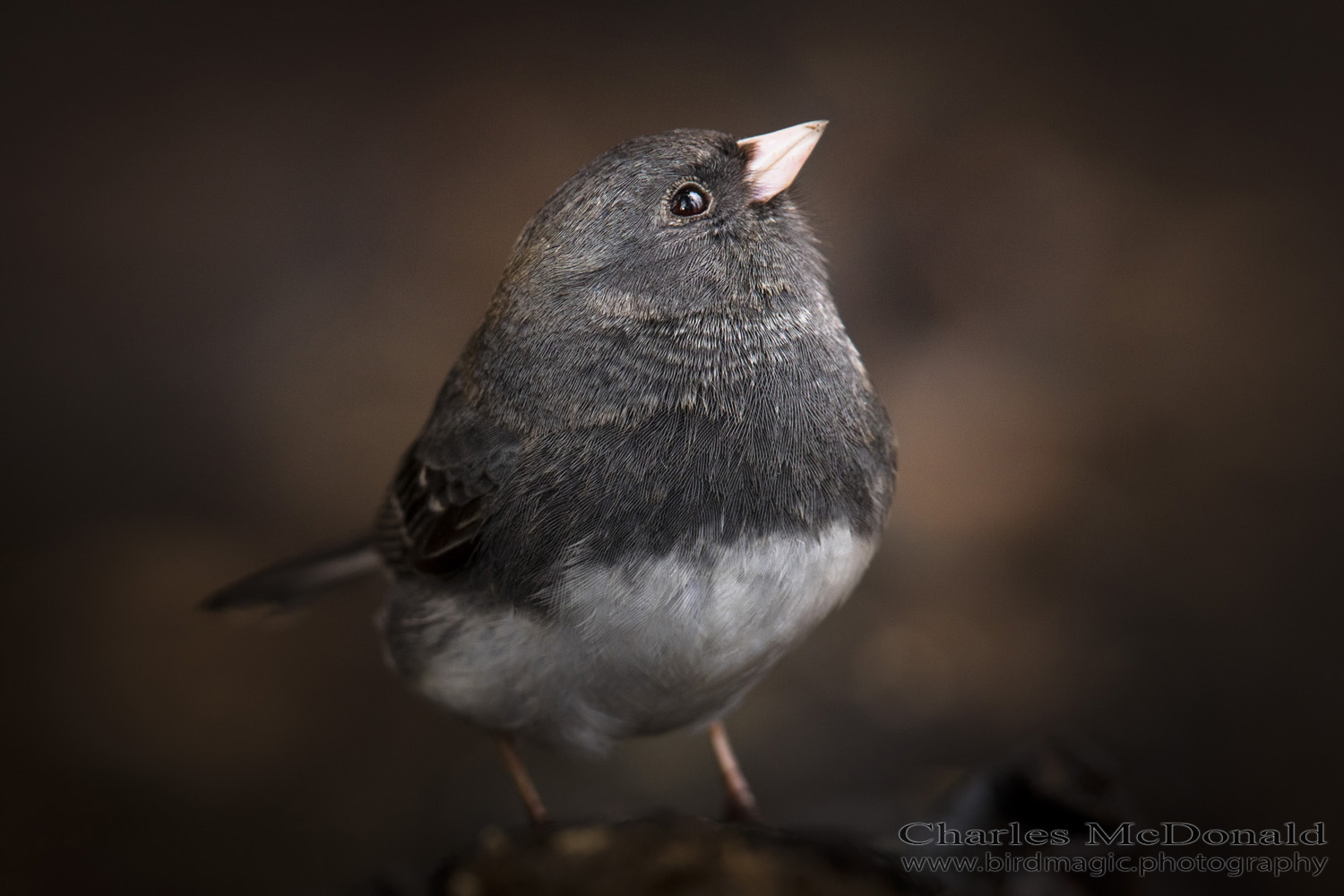 Dark-eyed Junco