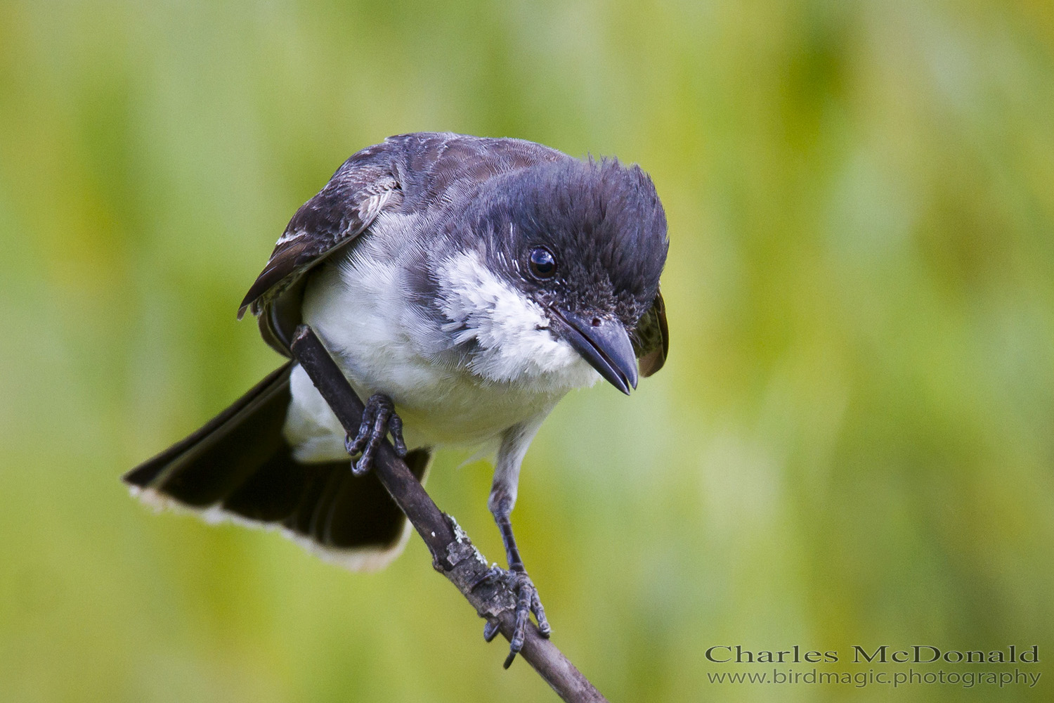 Eastern Kingbird