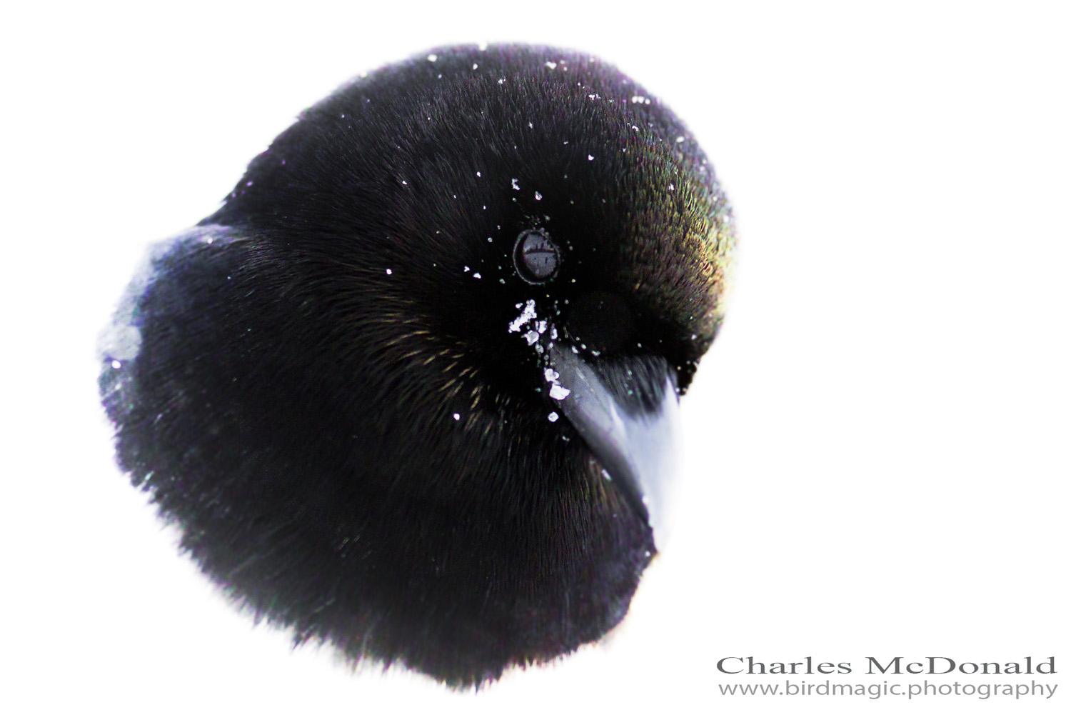 Black-billed Magpie