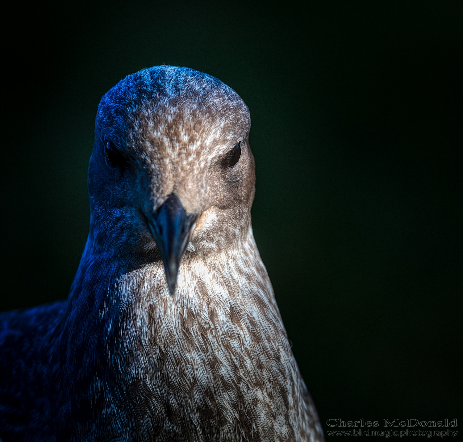 Ring-billed Gull