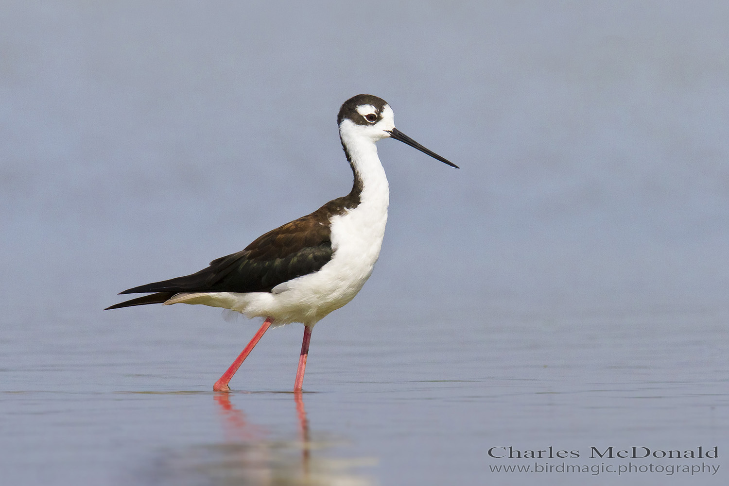 Black-necked Stilt