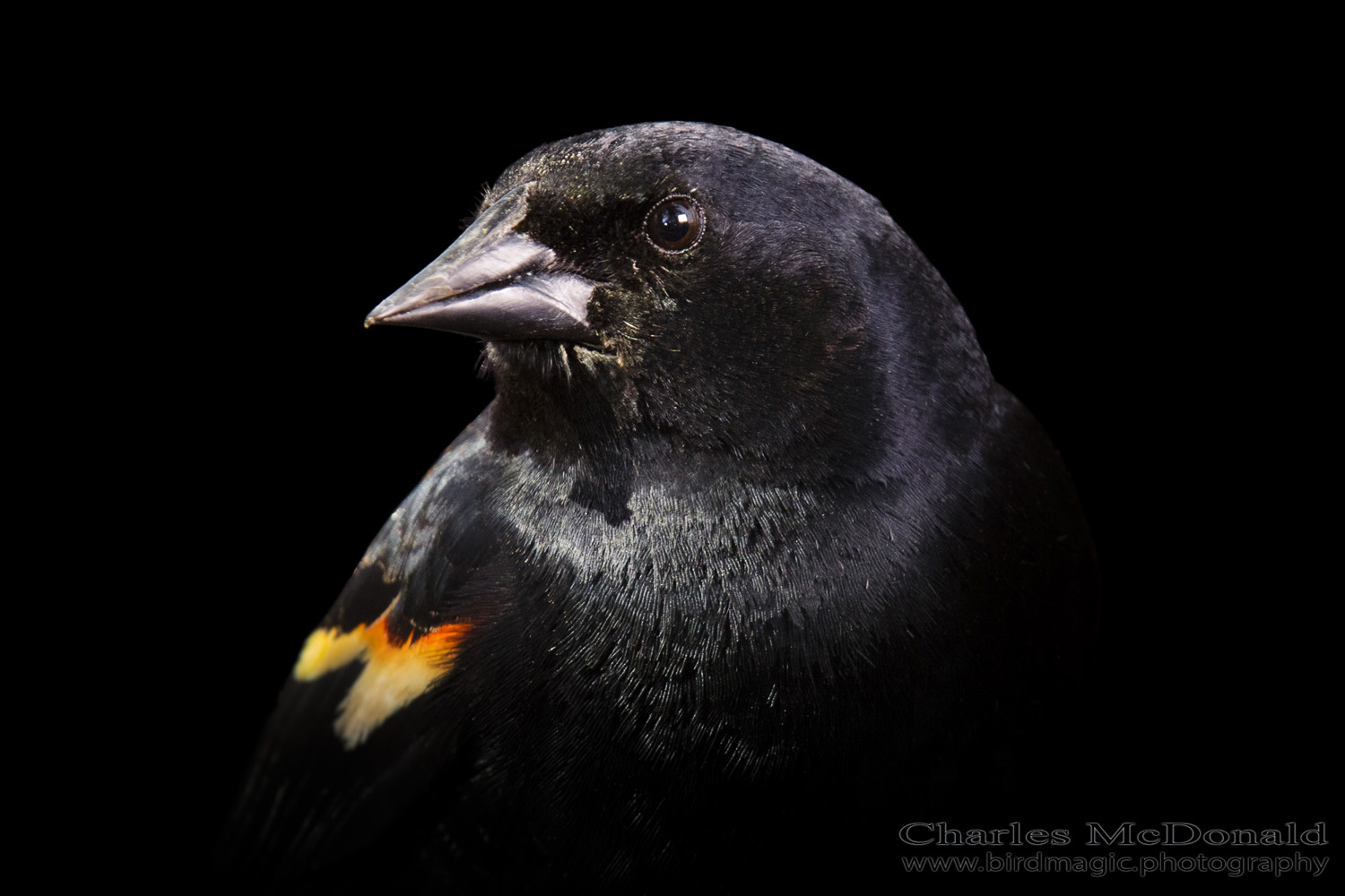 Red-winged Blackbird