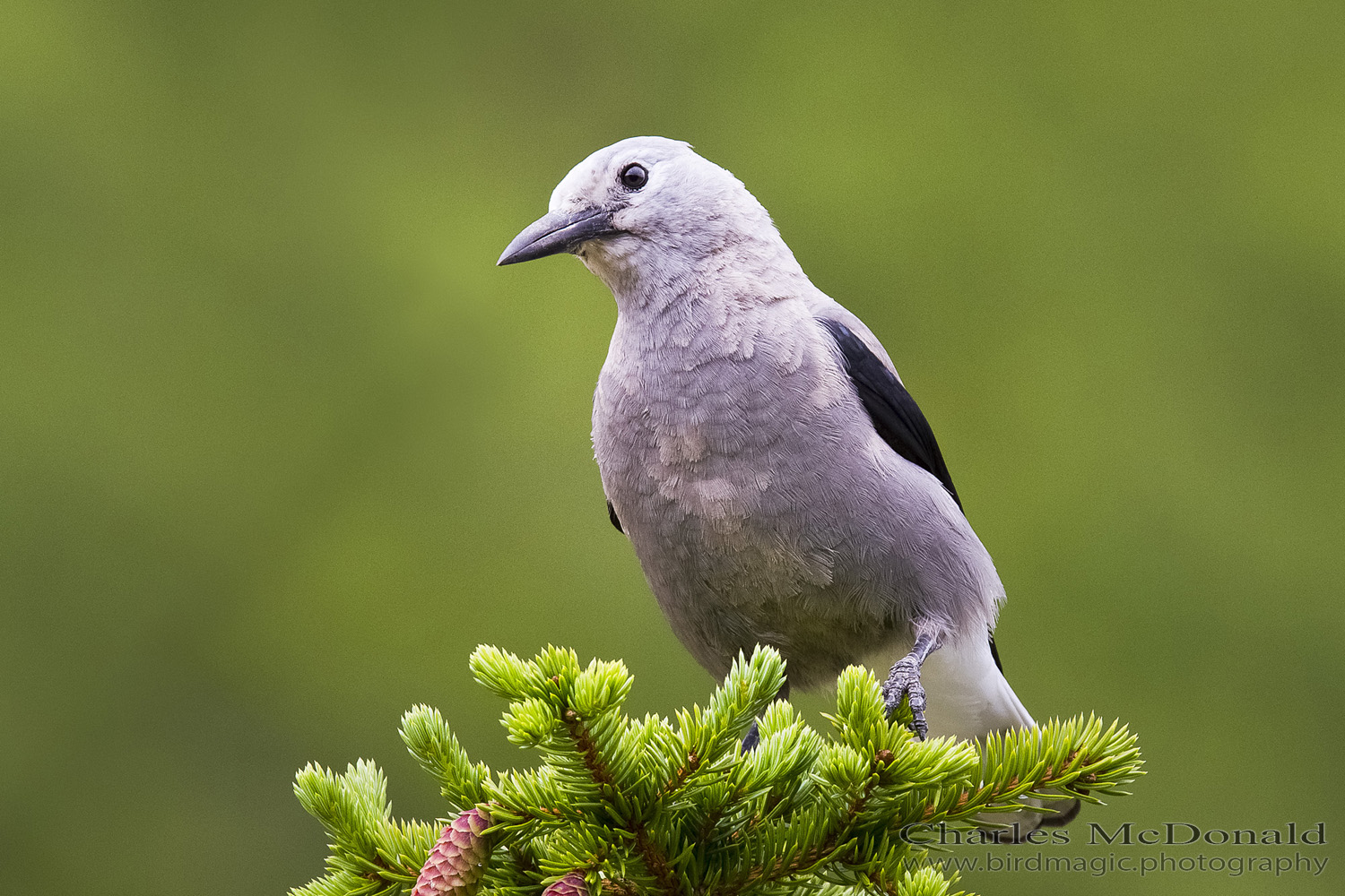 Clark's Nutcracker