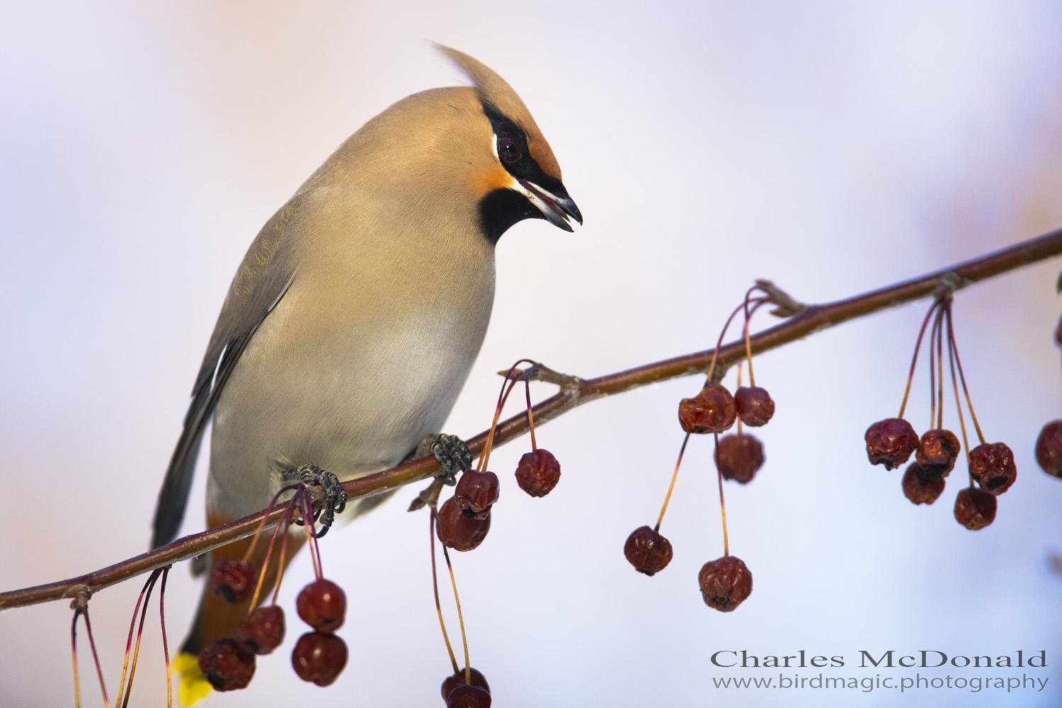 Bohemian Waxwing