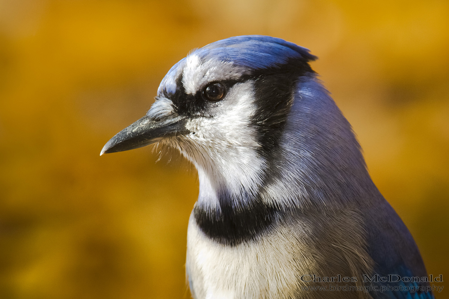 Blue Jay