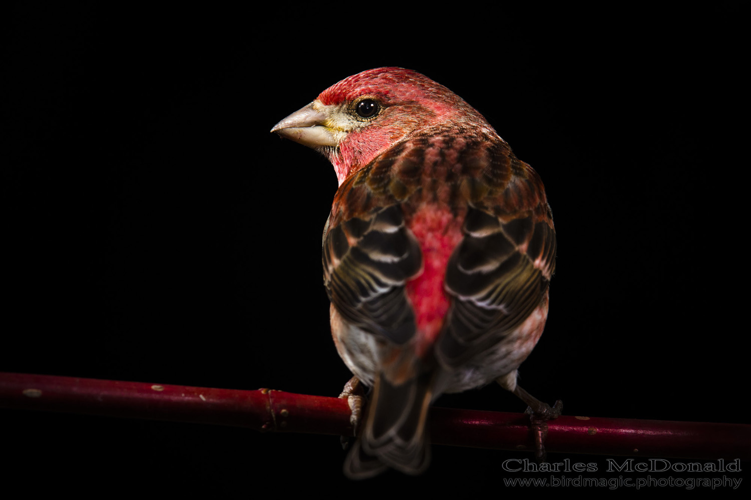 Purple Finch