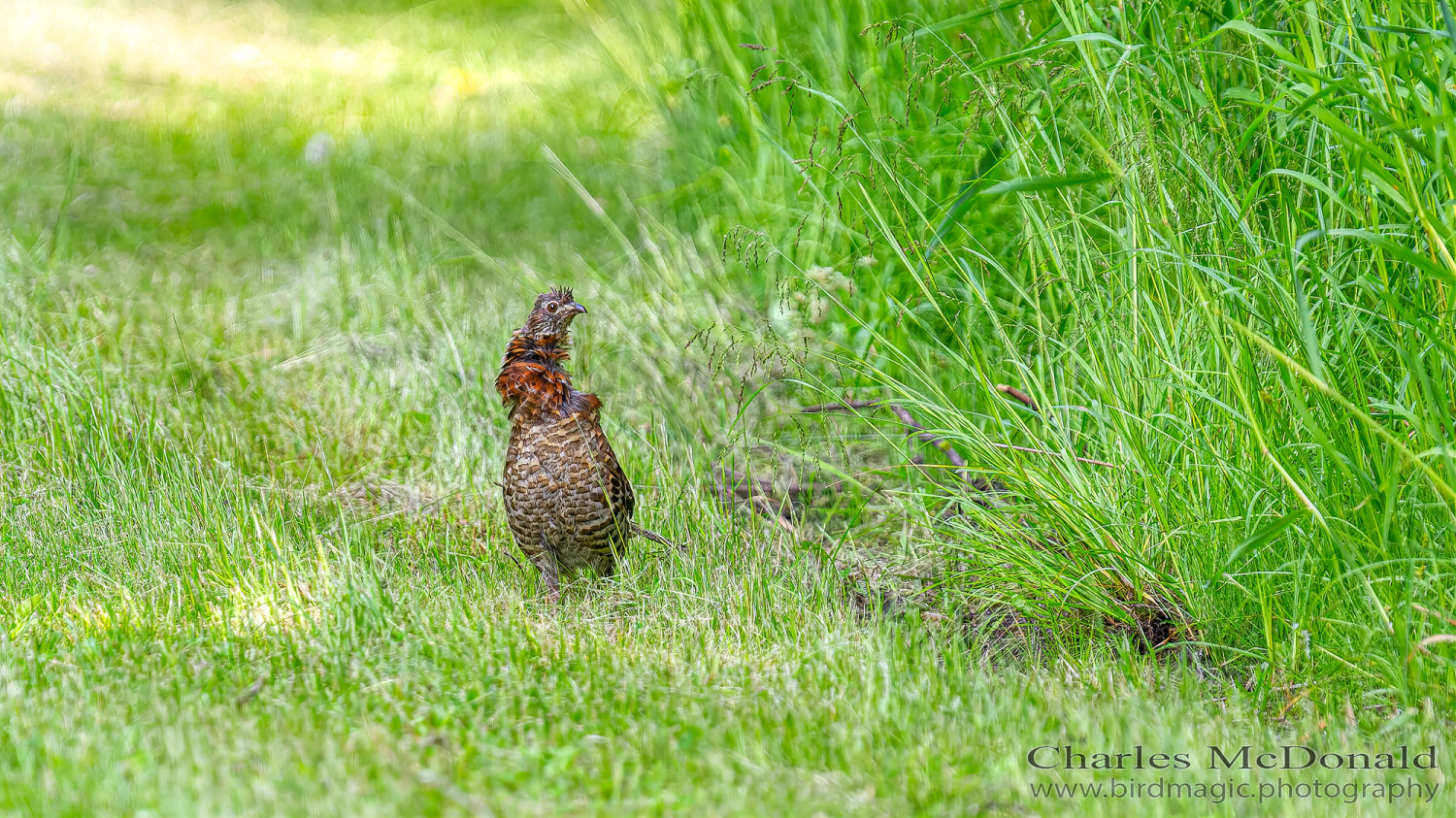 Ruffed Grouse