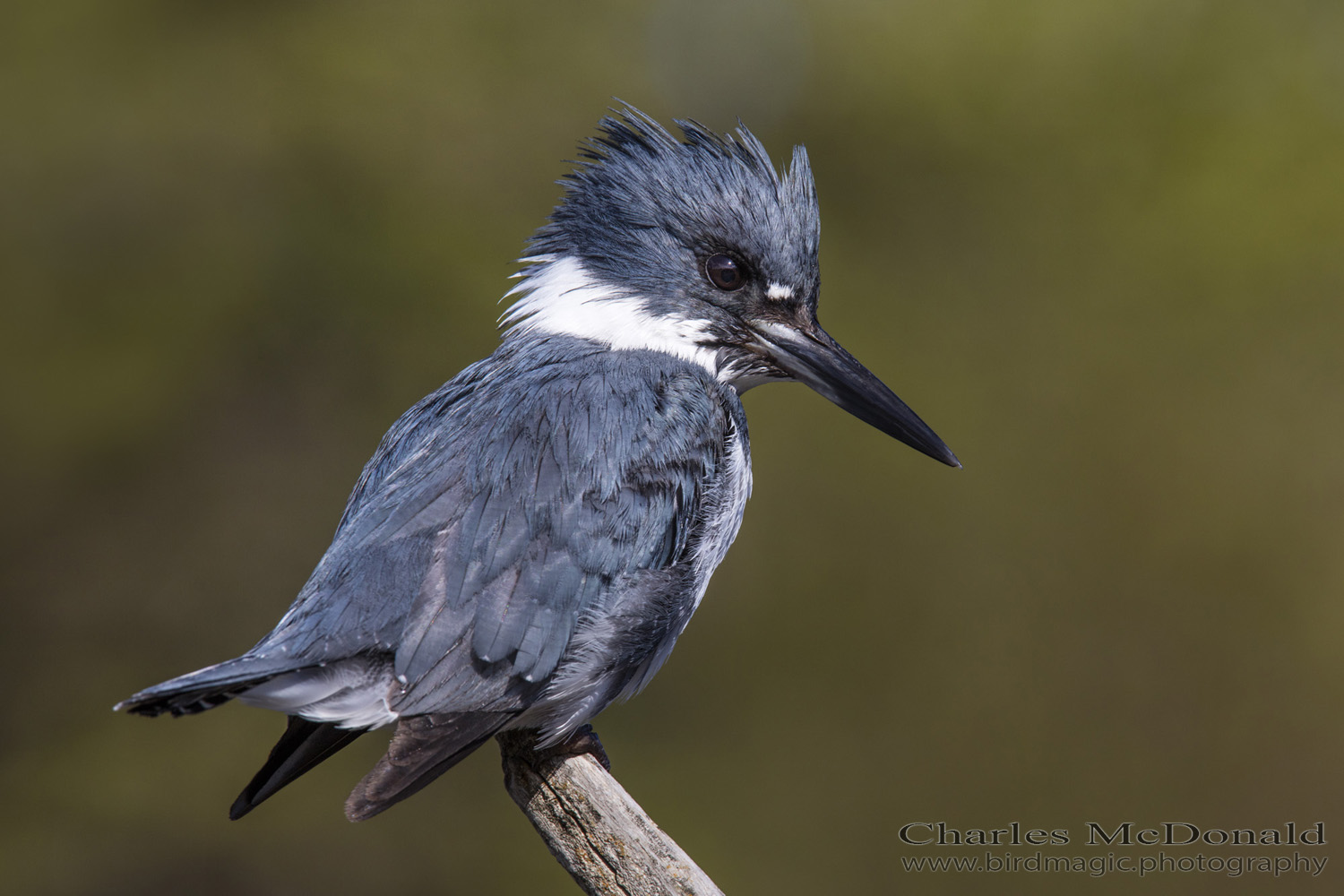 Belted Kingfisher