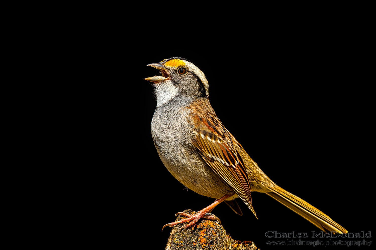 White-throated Sparrow