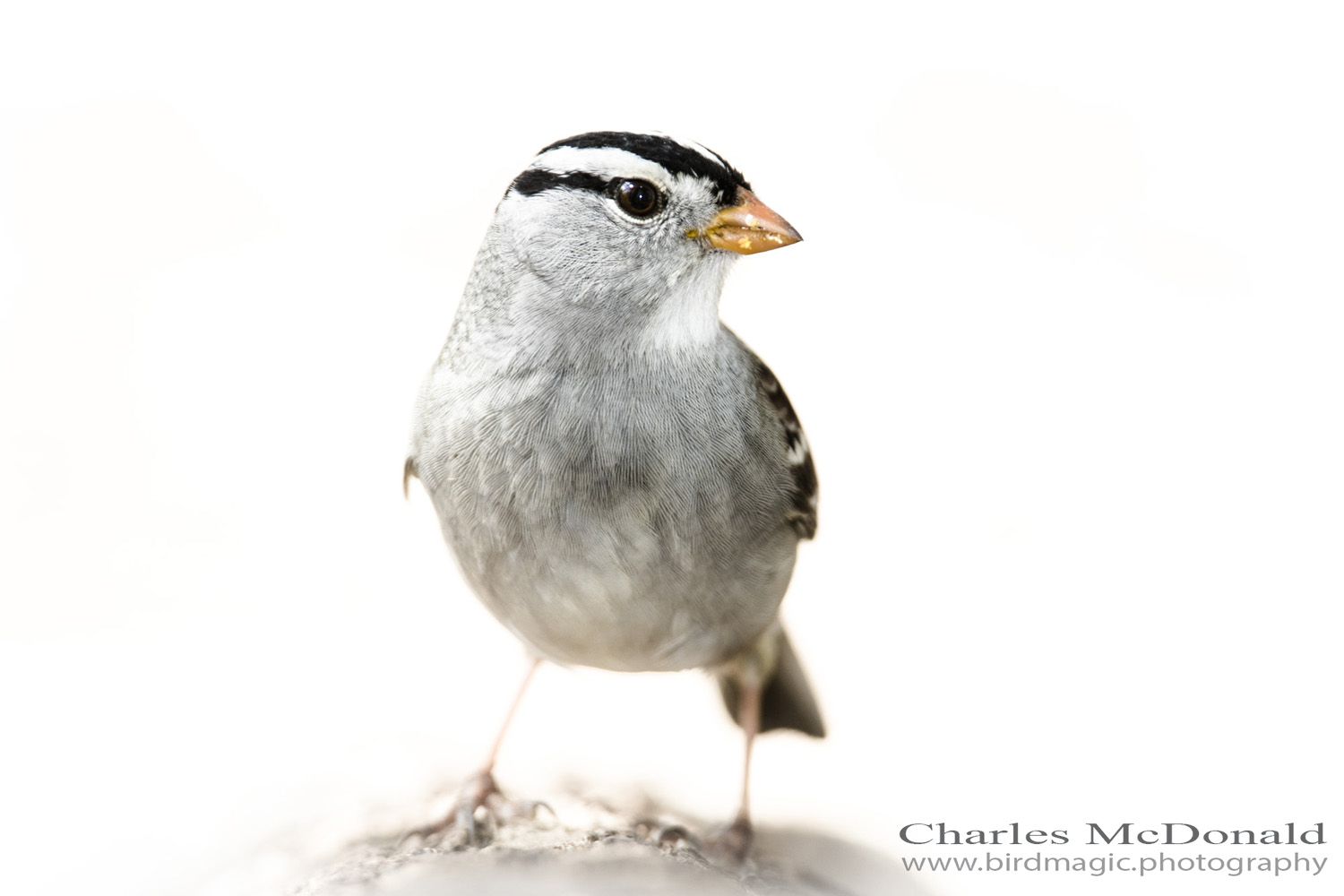 White-crowned Sparrow