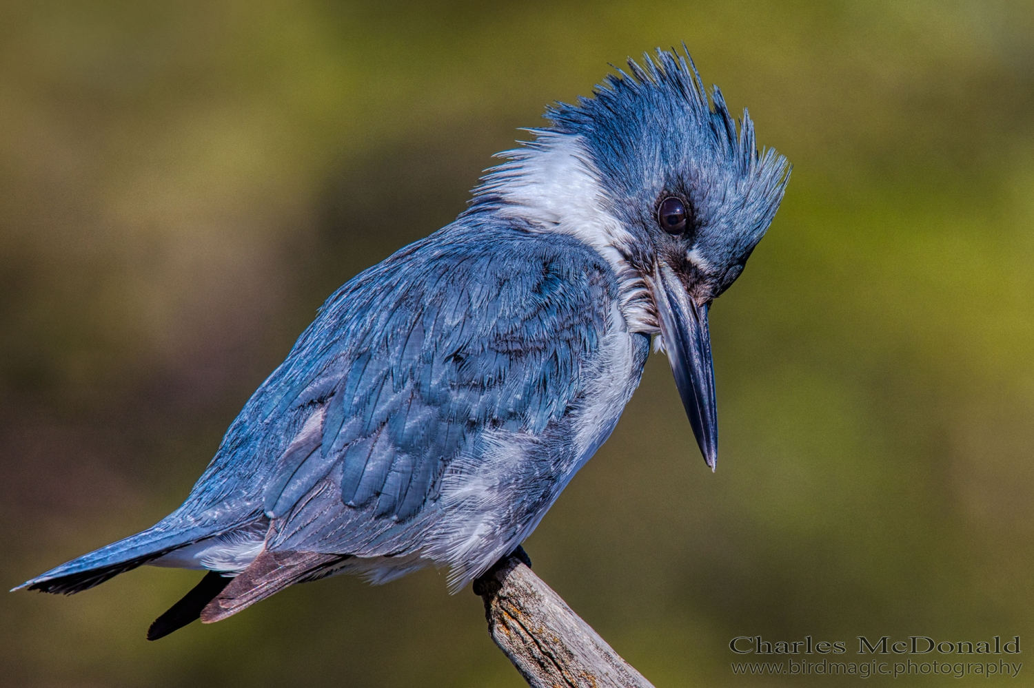 Belted Kingfisher