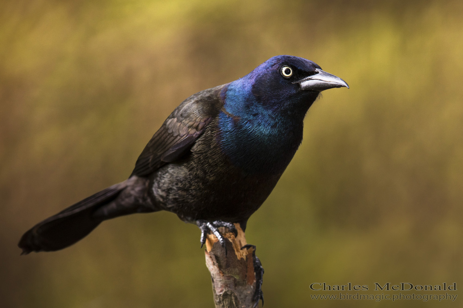 Common Grackle